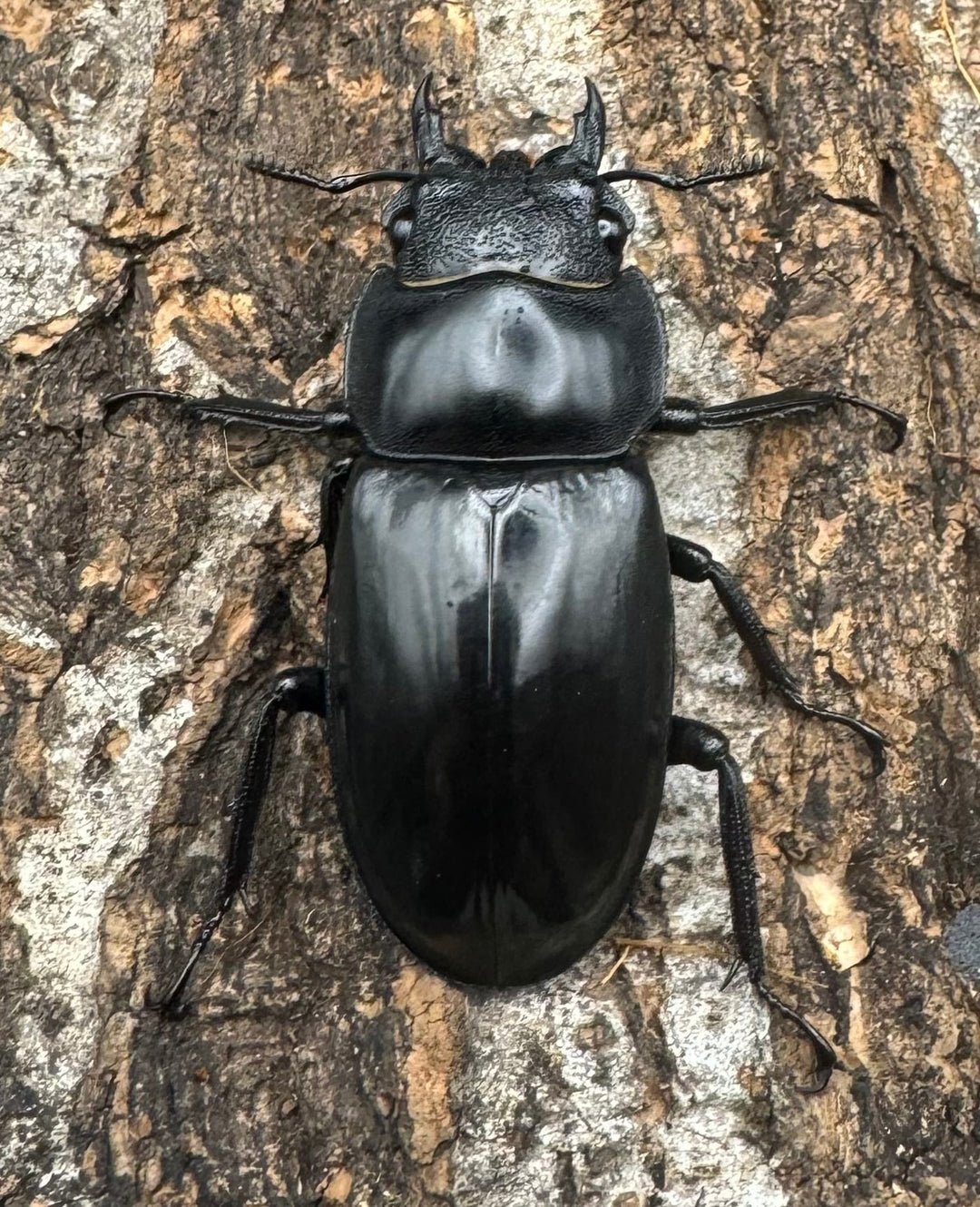 【WD】《マンディブラリスフタマタ 70mm B品ペア》