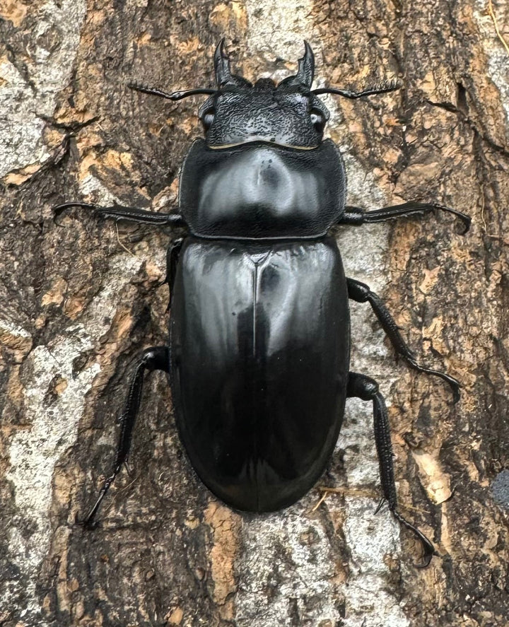 【WD】《マンディブラリスフタマタ 70mm B品ペア》