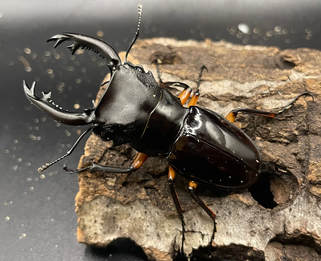 【WD】《インペリアリスツヤクワガタ 66mm ペア》