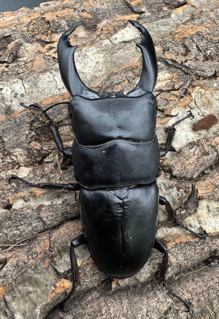 【WD】大型《南カマリネスヒラタ 91.5mm ペア》