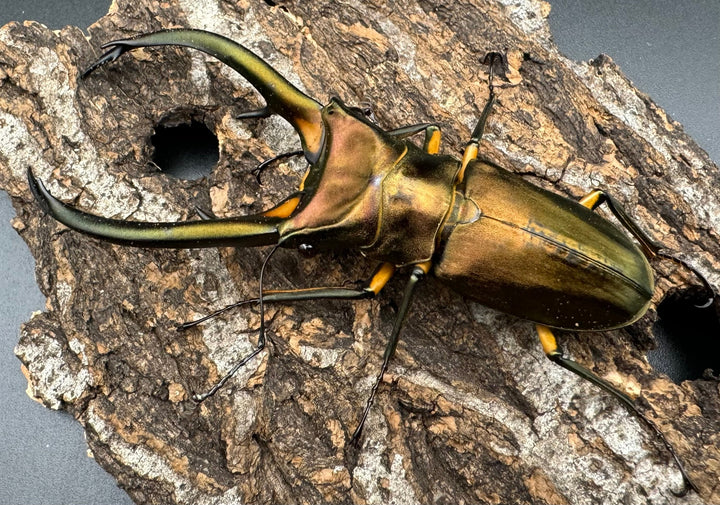 【WD】《エラフスホソアカクワガタ 94mm ペア》