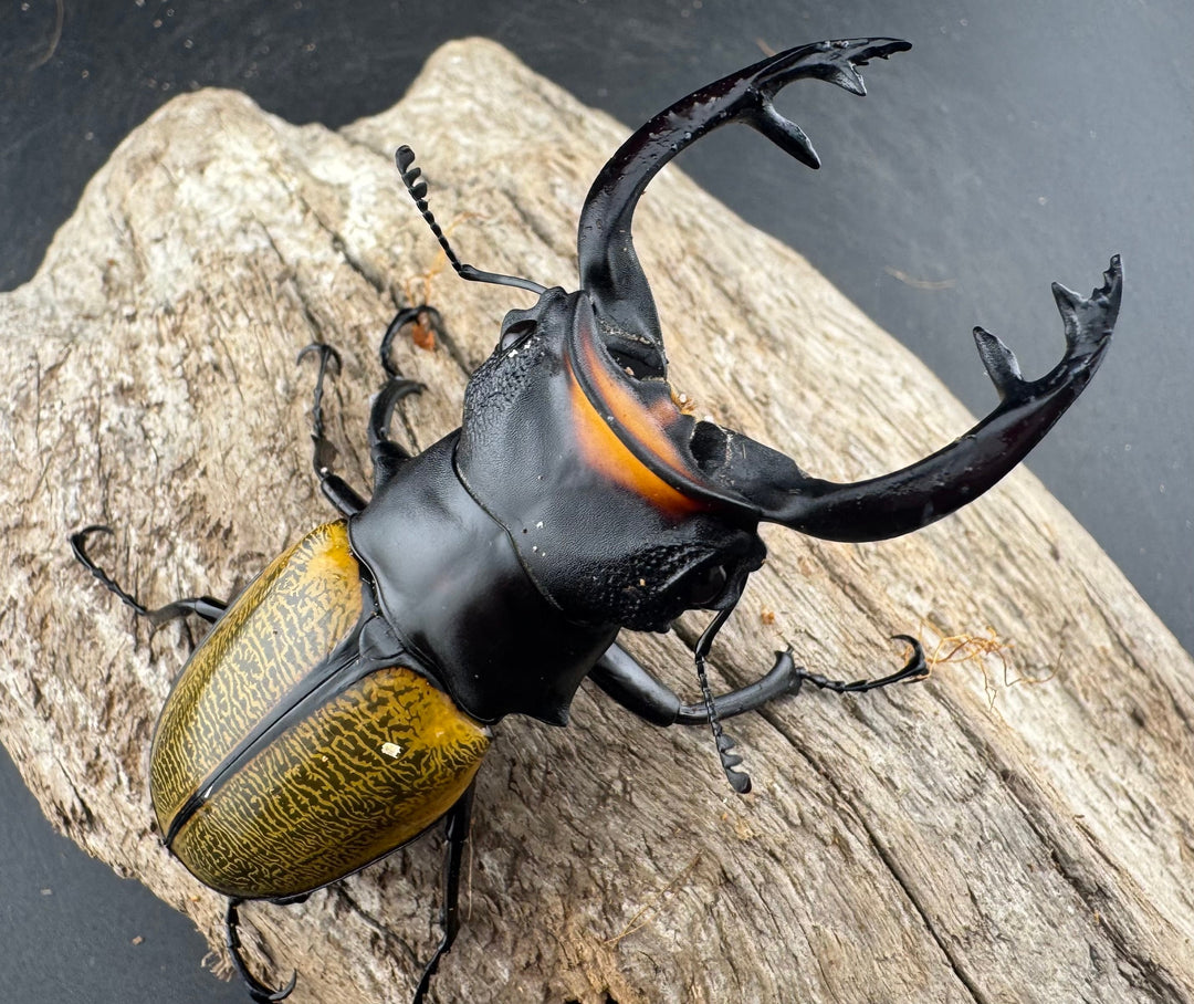 【WD】《スペクタビリスツヤクワガタ 76mm ペア》