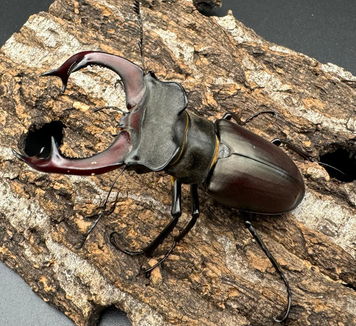 即ブリ《ヨーロッパミヤマ（ケルブスミヤマ） 70mm ペア》