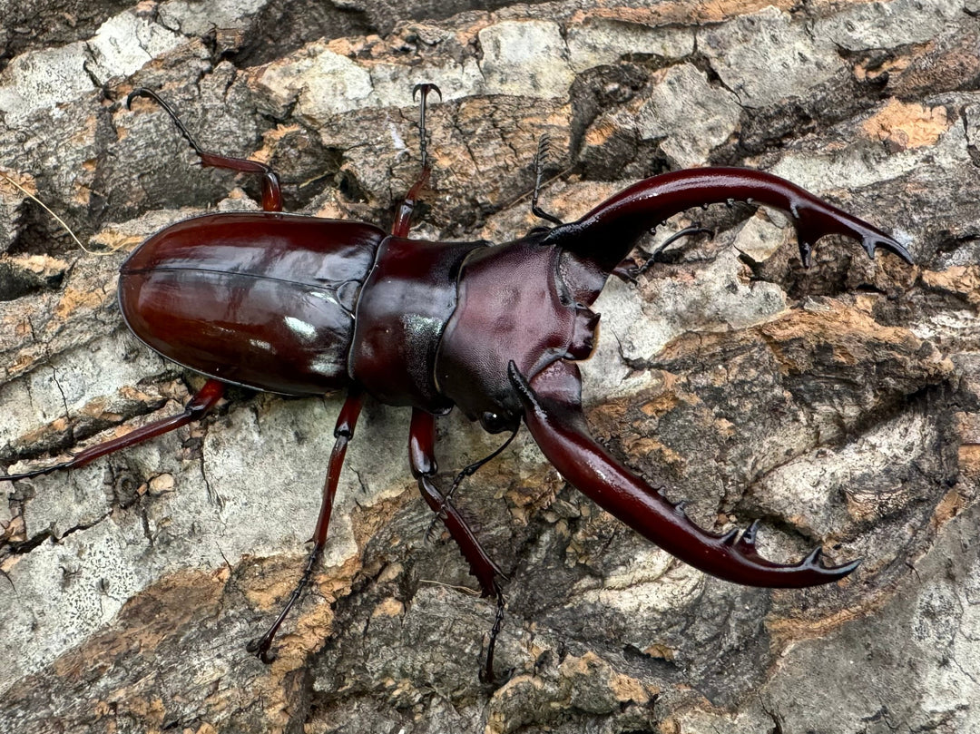 《フォルスターフタマタ亜種ニシ 75.5mm ♂♀♀トリオ》