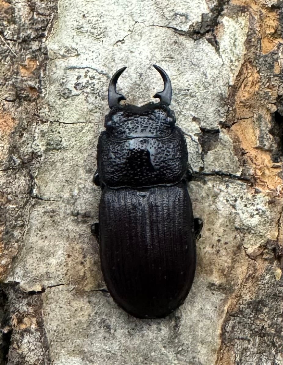 《ヤンソンネブトクワガタ Free ペア》わたくわ氏ブリード個体