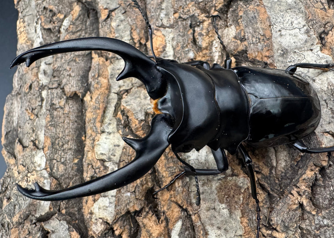 【WD】《インターメディアツヤクワガタ ネグロス産 98mm ペア》