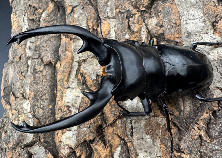 【WD】《インターメディアツヤクワガタ ネグロス産 98mm ペア》