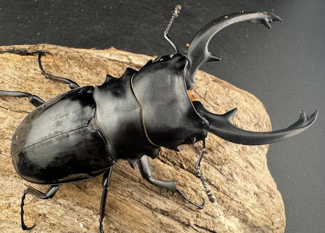 【WD】《インターメディアツヤクワガタ ガントン産 90mm ペア》