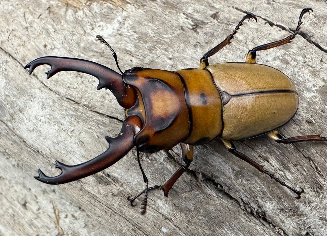 【WD】《オキピタリスノコギリ原名亜種 パロロ パル産 46.5mm ペア》