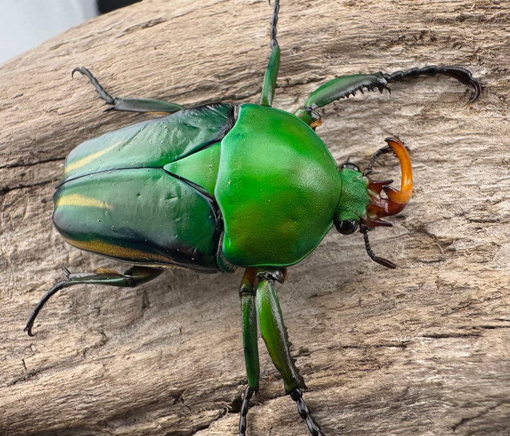 《シュルツサスマタカナブン（モルガンサスマタカナブン）Free ペア》