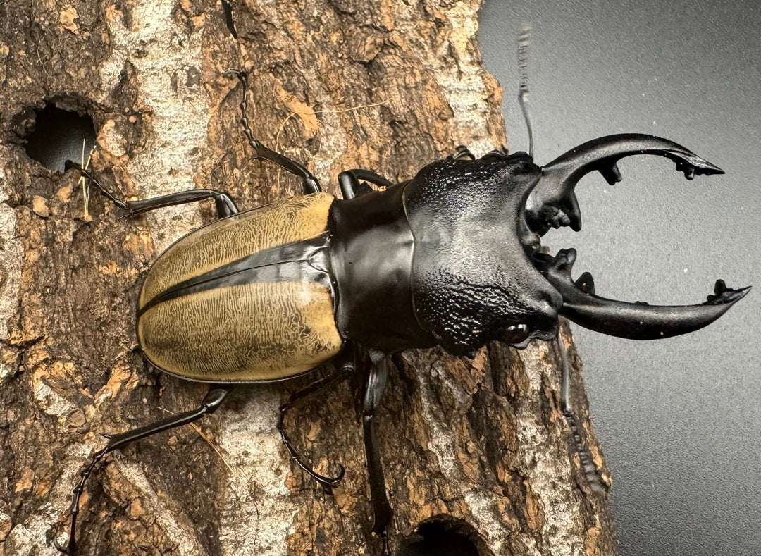 【WD】《ルデキンツヤクワガタ 77mm ペア》