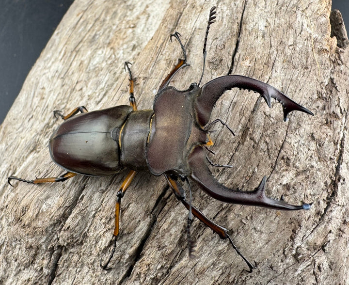 【WD】《フェアメイルミヤマ 雅安市産 57mm ペア》