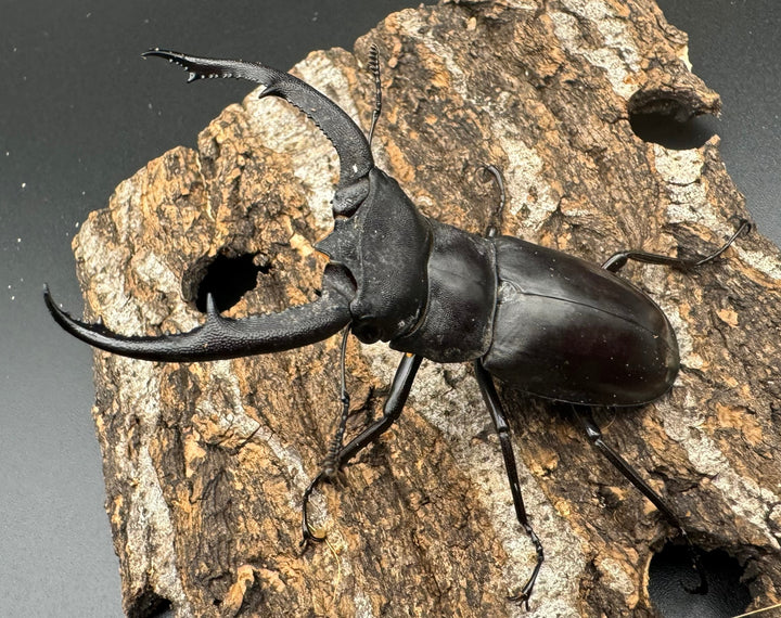 【WD】《マンディブラリスフタマタ 76mm ペア》