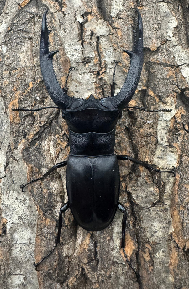 【WD】《マンディブラリスフタマタ 101.5mm ペア》