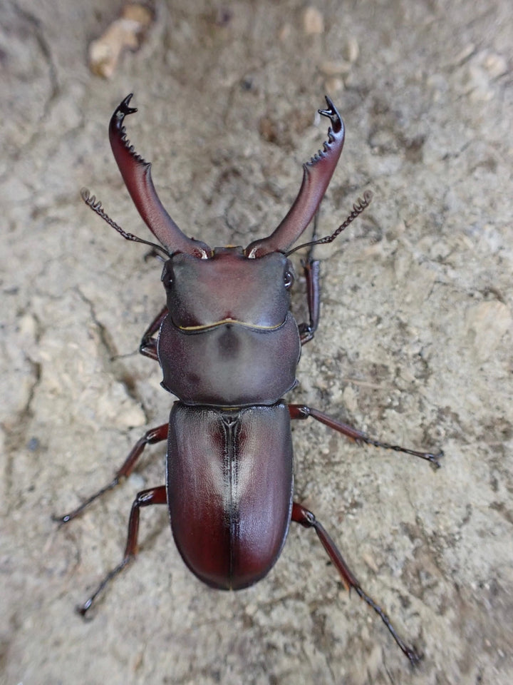 【WD】レア産地《タナカコクワ 32mm ペア》