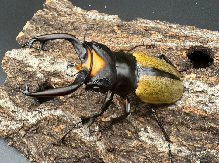 【WD】《ラコダールツヤクワガタ ブラスタギ産 75mm ペア》