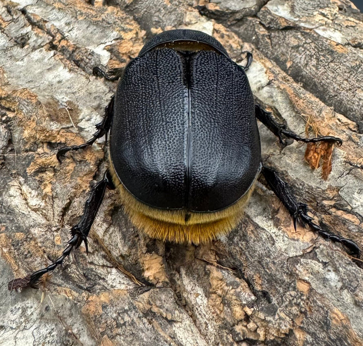 即ブリ《サタンオオカブト 79.5mm ペア》