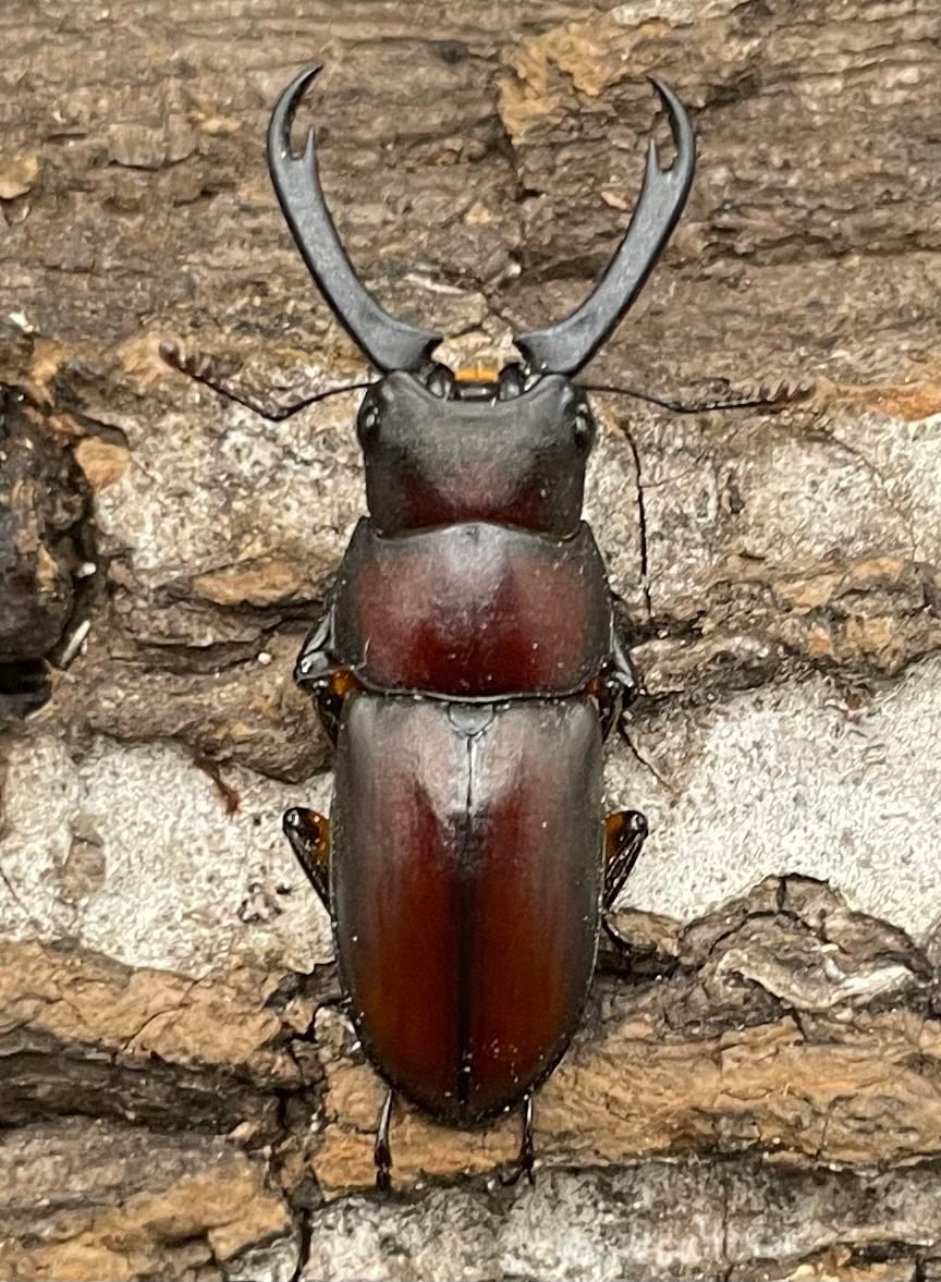 【WD】《カプレコルヌスウスバクワガタ 27mm ペア》