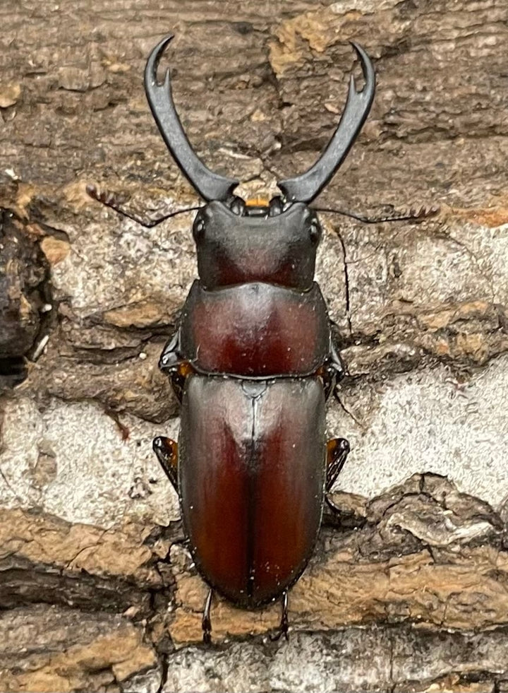 【WD】《カプレコルヌスウスバクワガタ 27mm ペア》