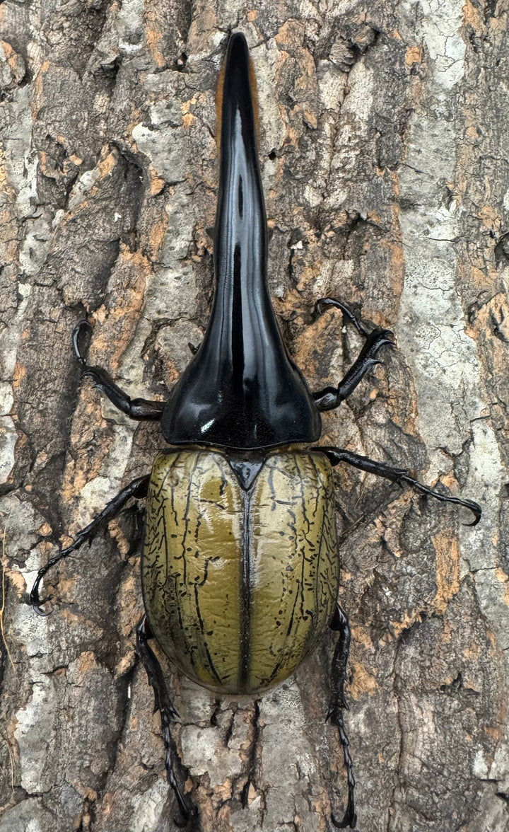 《ヘラクレス・ヘラクレス 143mm ペア》