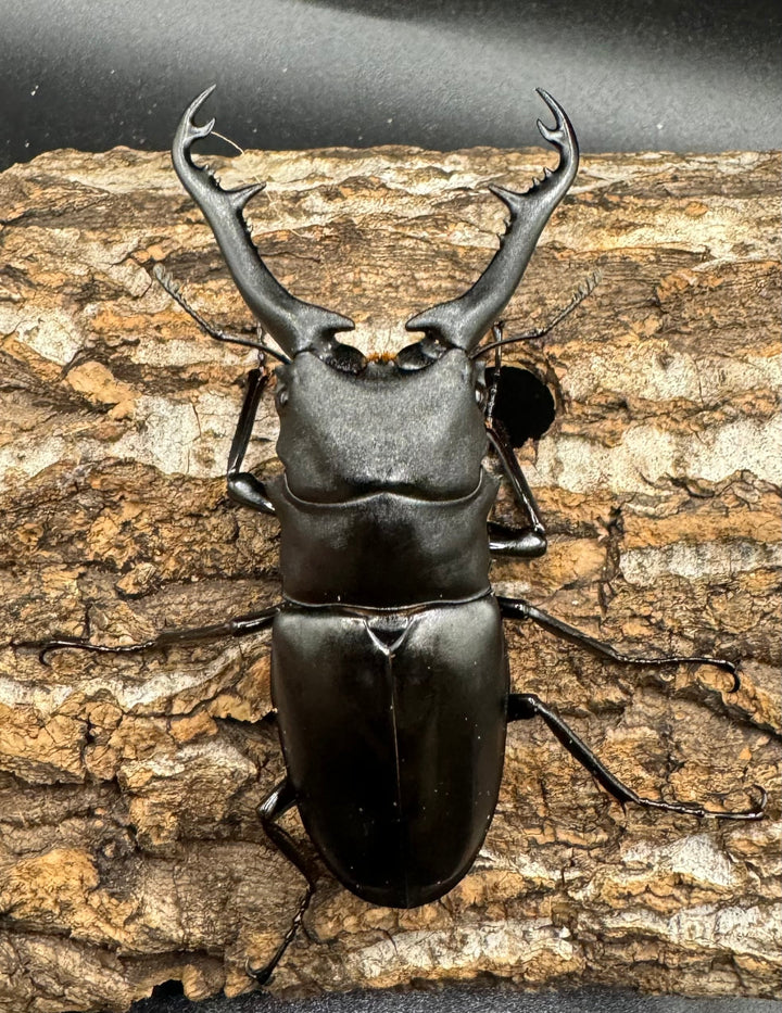 【WD】《ギラファノコギリ亜種ボロブドゥール 83.5mm ペア》