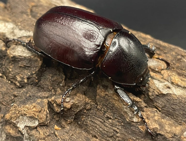 【WD】《ビルマニクス ゴホンツノ ペア》