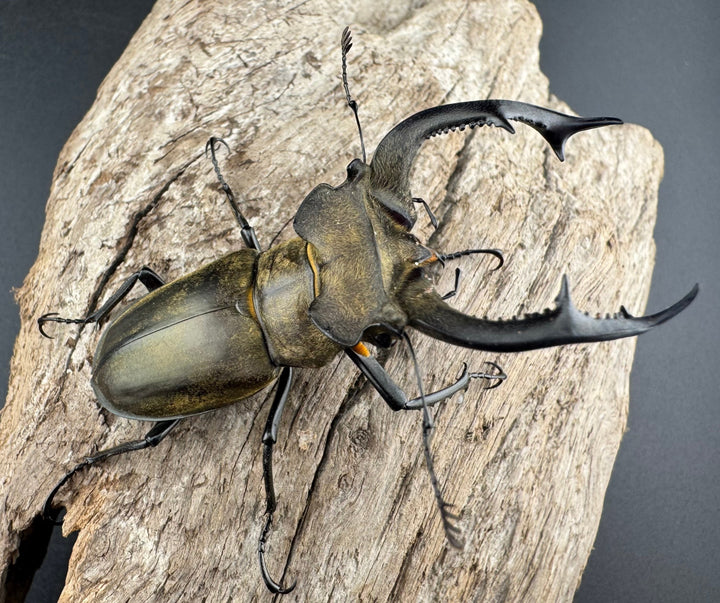 【WD】《ノビリスミヤマ 62mm ペア》