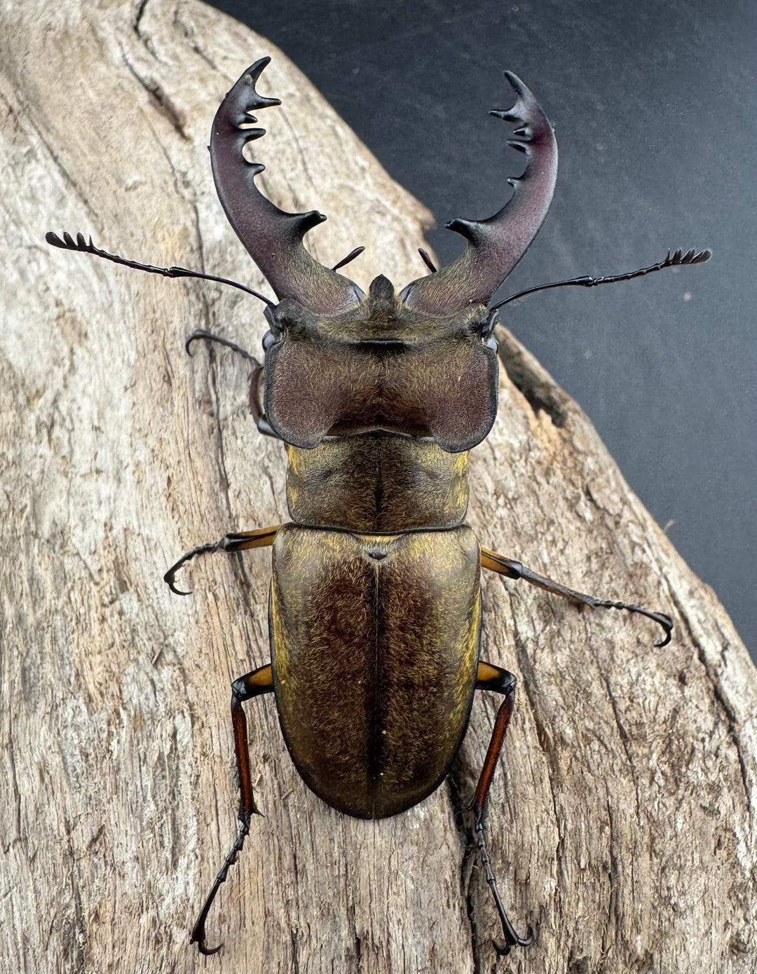 【WD】《ミヤマクワガタ 山梨県産 65mm ペア》