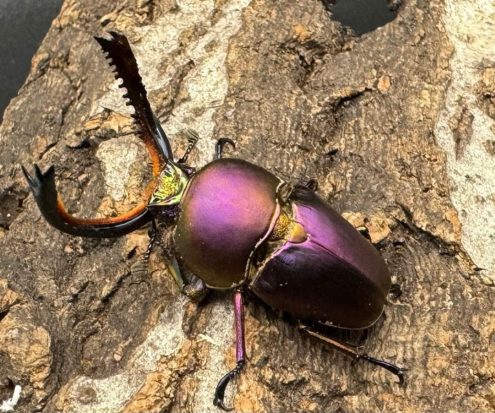 【美麗】《パプアキンイロクワガタ ペア》inohiro109氏ブリード個体