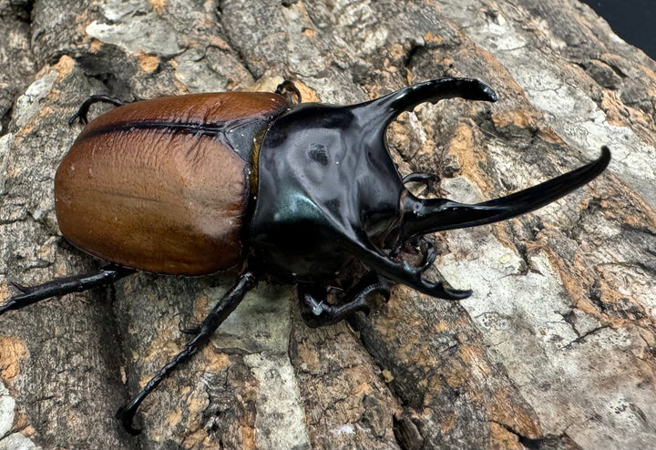 【WD】《サンボンヅノカブト 59.5mm ペア》