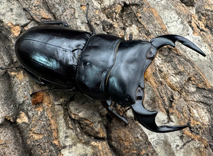 《インドアンタエウス タイガーヒル産 70mm ペア》