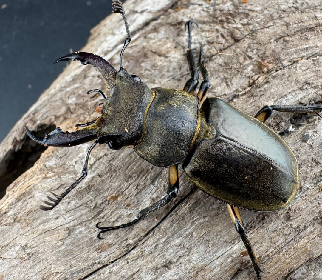 【WD】《カンターミヤマ亜種colasi 雲南省産 43mm B品ペア》