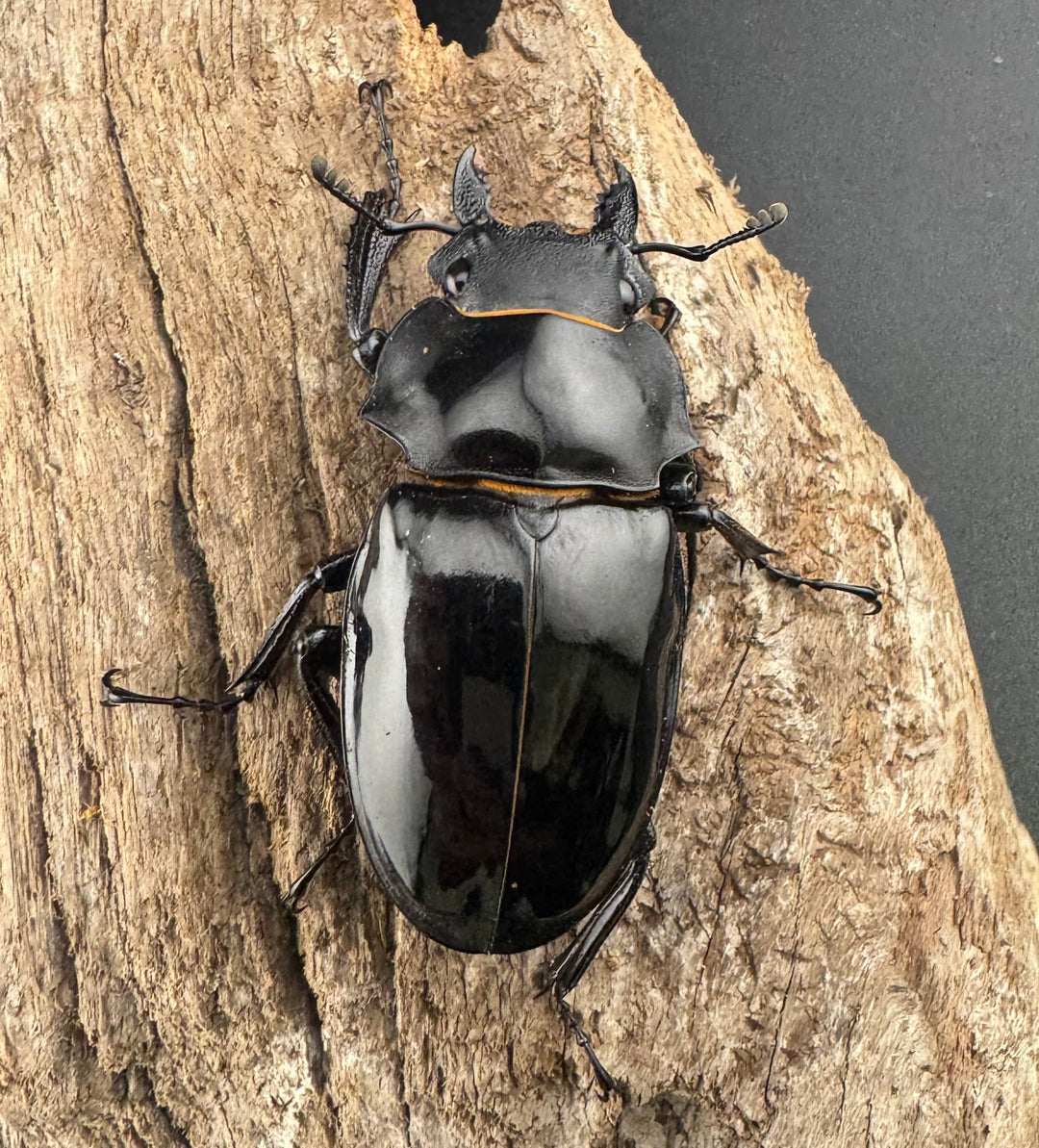 【WD】《インターメディアツヤクワガタ ネグロス島産 97mm ペア》