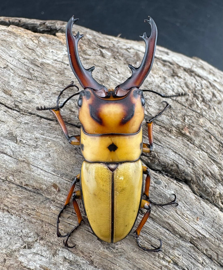 【WD】《オキピタリスノコギリ原名亜種 ラゴノイ産 45mmペア》