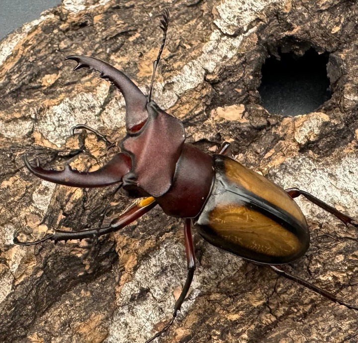 【WD】《ラエトゥスミヤマ 38mm ペア》