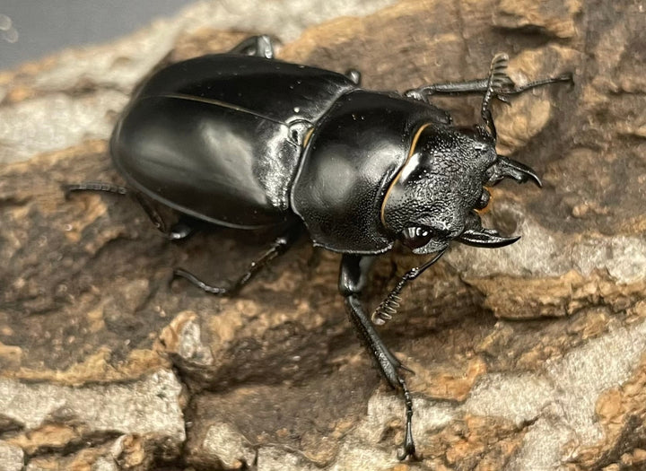 【WD】《パリーフタマタ亜種ディロレイ ♀単》