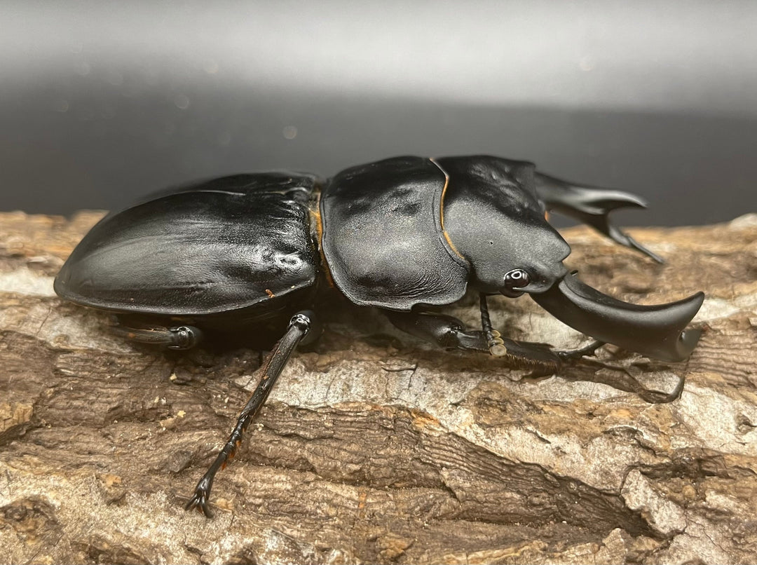 《ホペイオオクワガタ OMG血統 74mm ペア》