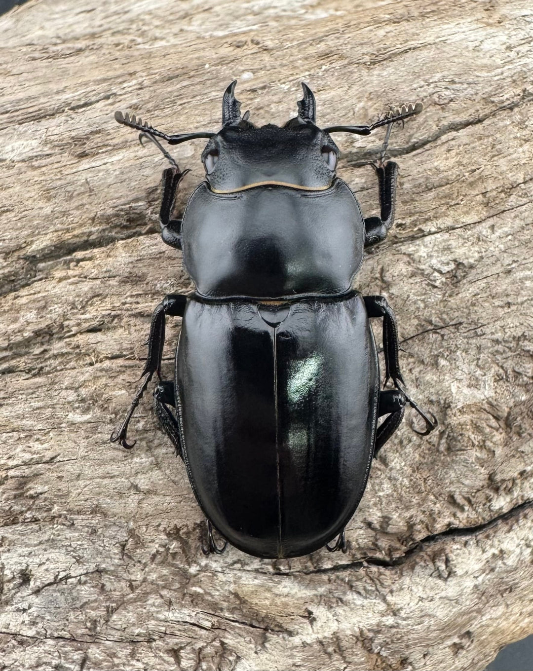《ボーリンフタマタ亜種バミノルム 52.5mm ♂♀♀トリオ》