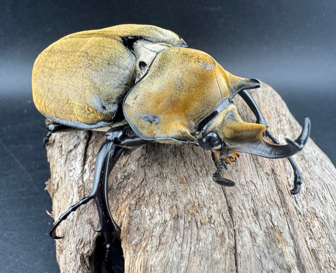 《エレファスゾウカブト 76.5mm ペア》