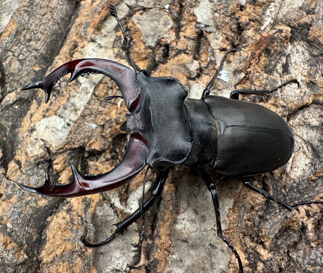 《ヨーロッパミヤマ（ケルブスミヤマ） 66mm ペア》