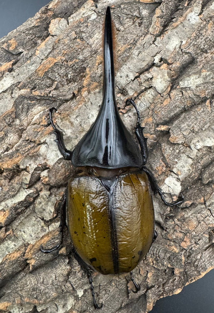 《ヘラクレス亜種オキシデンタリス 135mm ペア》