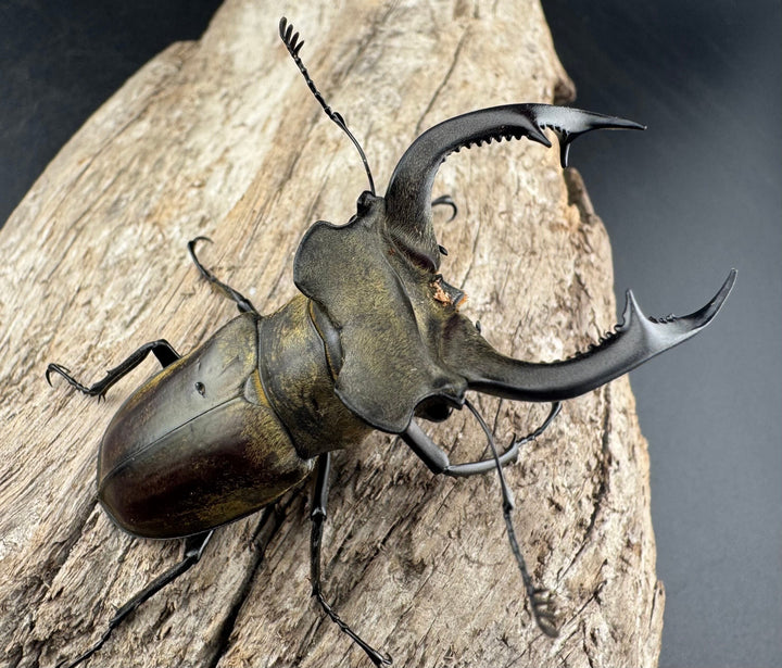 【WD】《ノビリスミヤマ 62mm ペア》