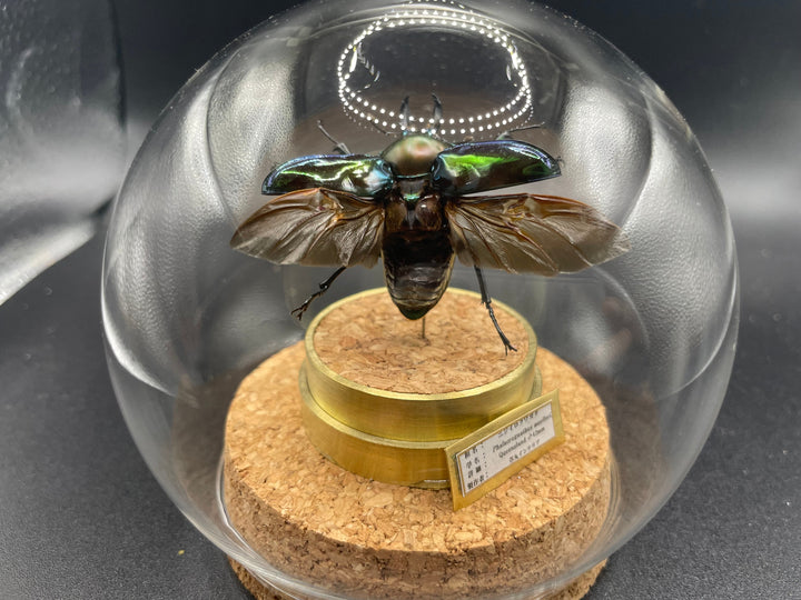 インテリア標本《ニジイロクワガタ♂》