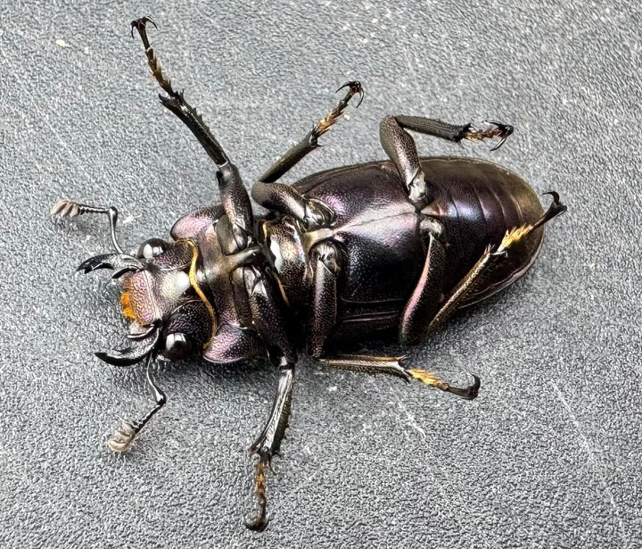 【美麗】《メタリフェルホソアカ亜種finae 80mm ペア》わたくわ氏ブリード個体