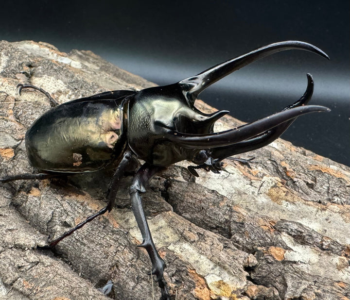 【WD】《ミンダナオアトラスオオカブト 90mm ペア》