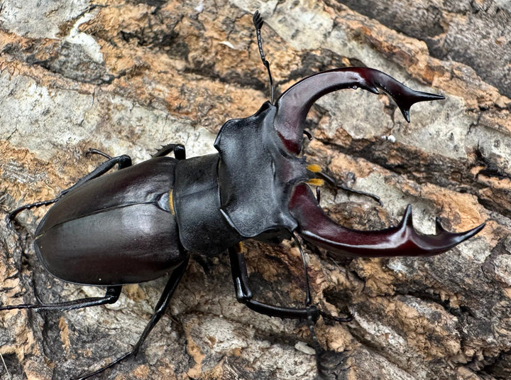 《ヨーロッパミヤマ（ケルブスミヤマ） 62mm ペア》