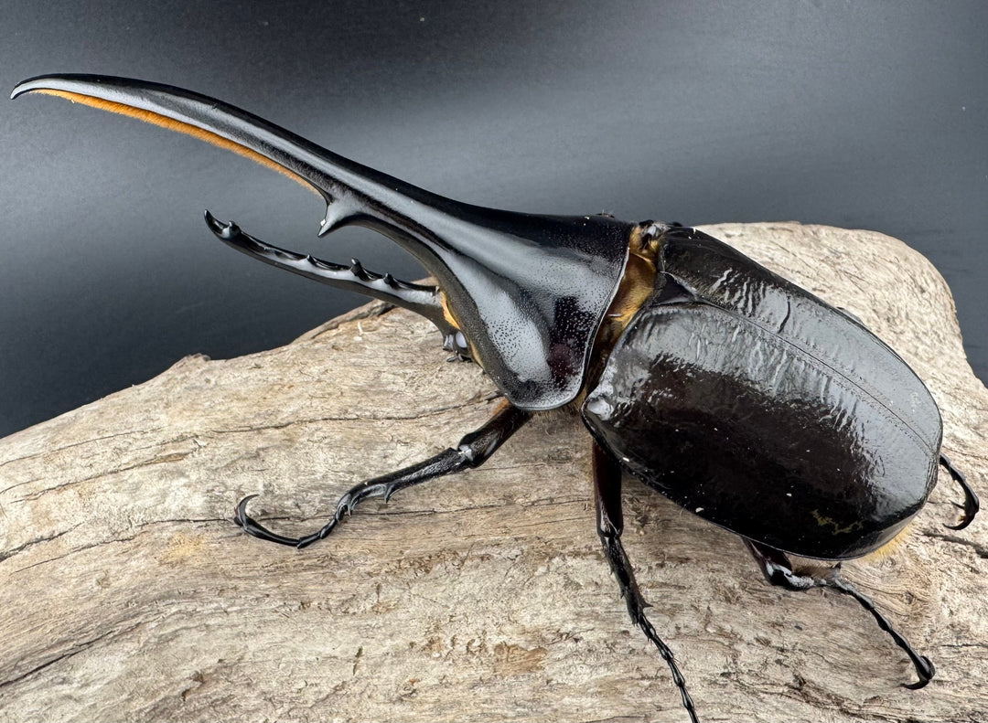 《ヘラクレス・ヘラクレス 131mm ペア》