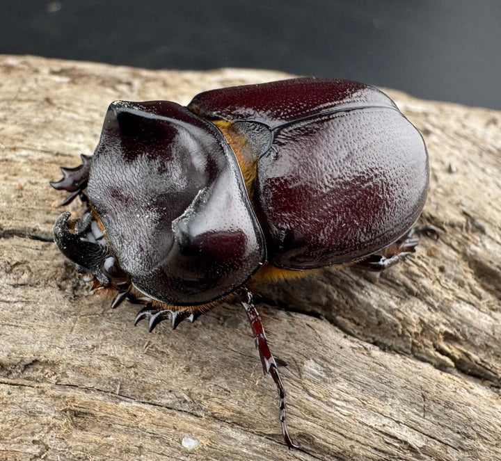 【WD】《クリイロムナコブサイカブト 32mm A'品ペア》