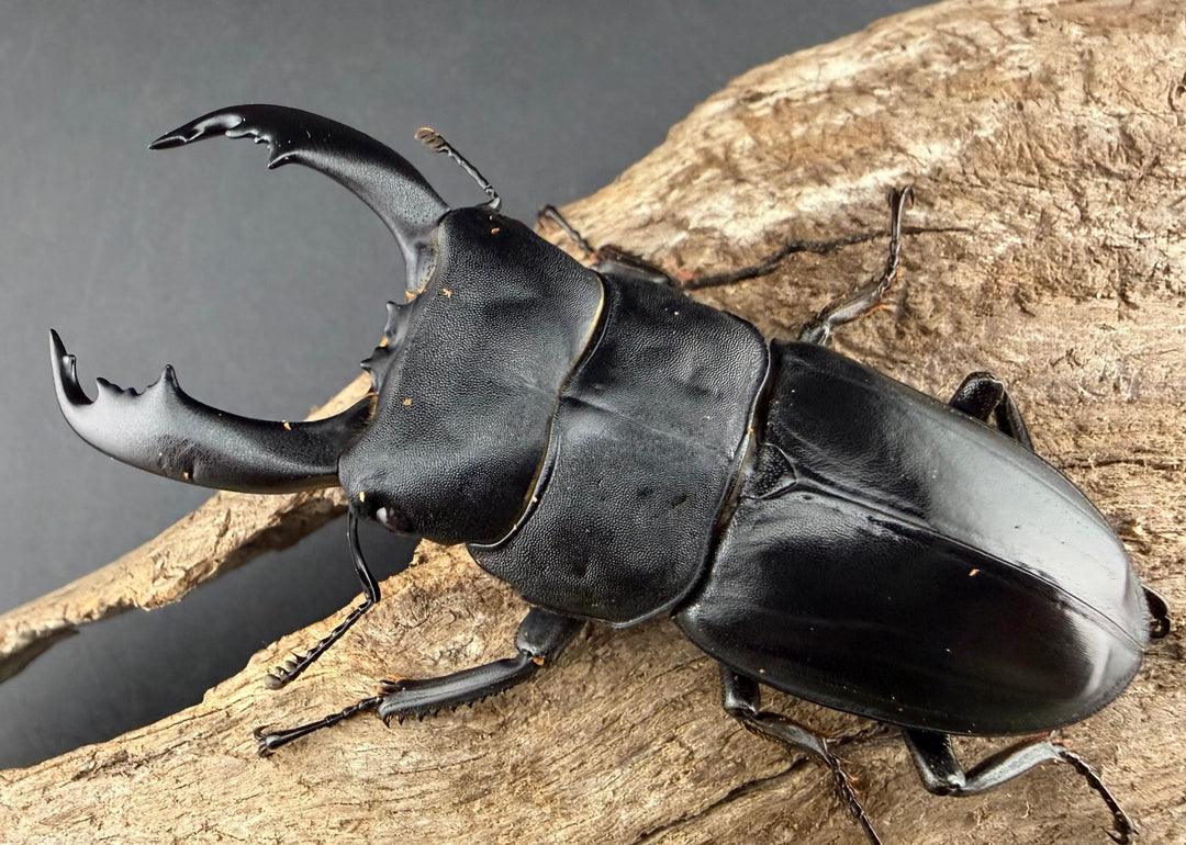 【WF2】《カヤパヒラタクワガタ 68mm ペア》