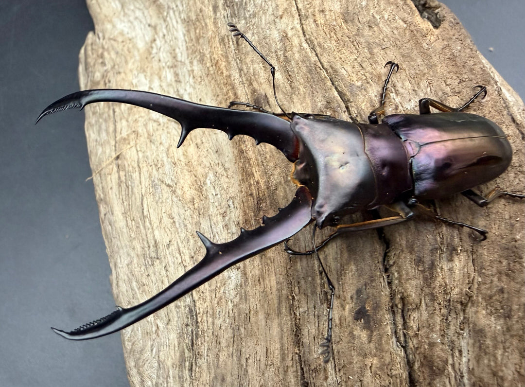 《メタリフェルホソアカ亜種フィナエ パープル系 73.5mm ペア》